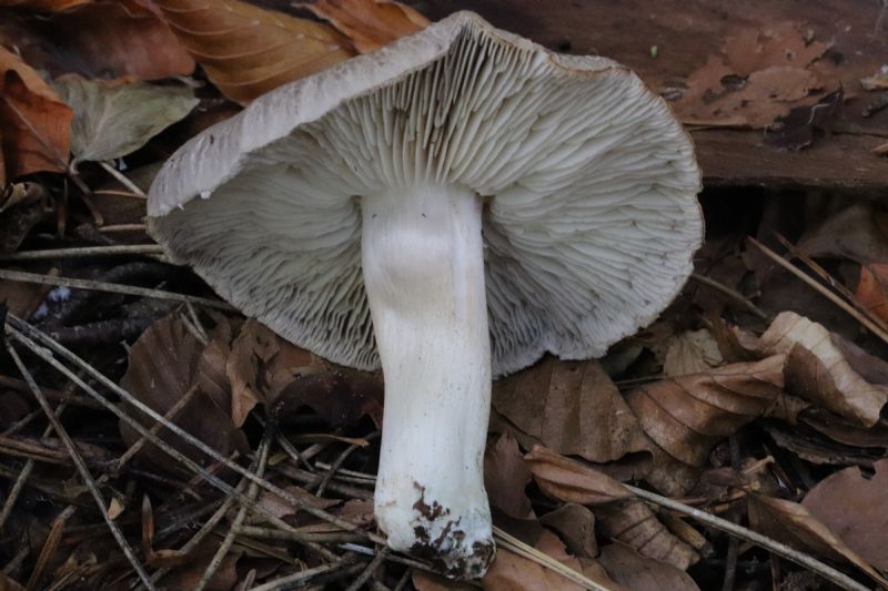 Tricholoma?